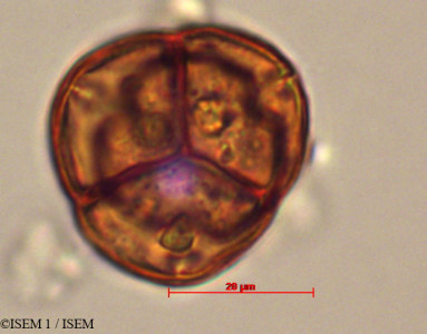 ISEM 1/Gaultheria_insipida_29350/Gaultheria_insipida_29350_0001(copy)_thumb.jpg